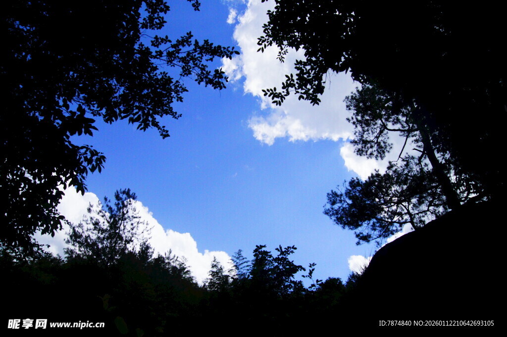 透过枝叶看蓝天