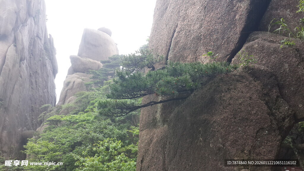 悬崖边生长的苍松