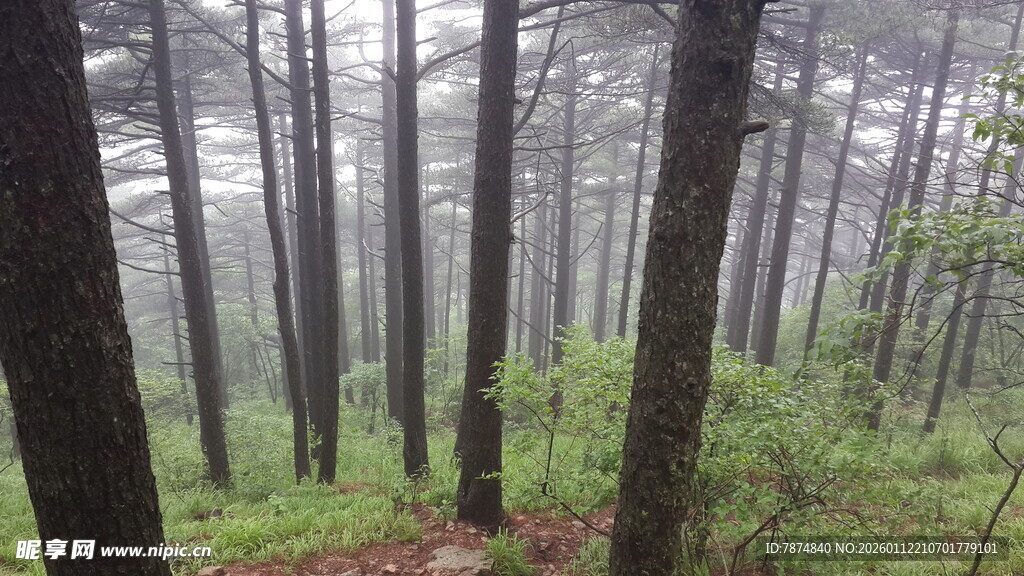 雾中静谧森林景象