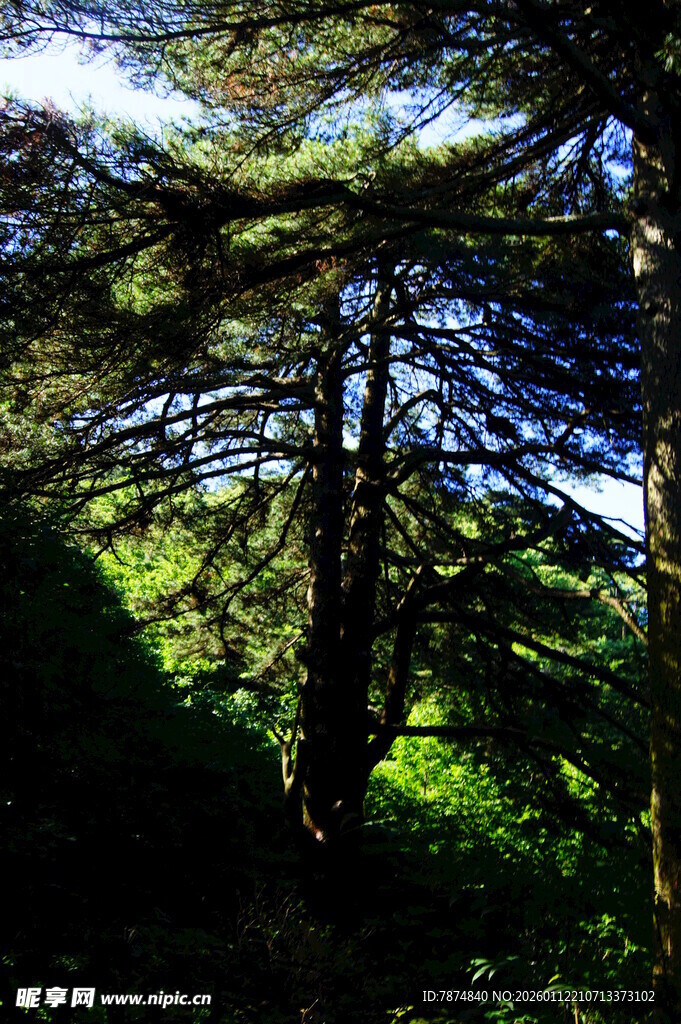 阳光洒落茂密森林景象