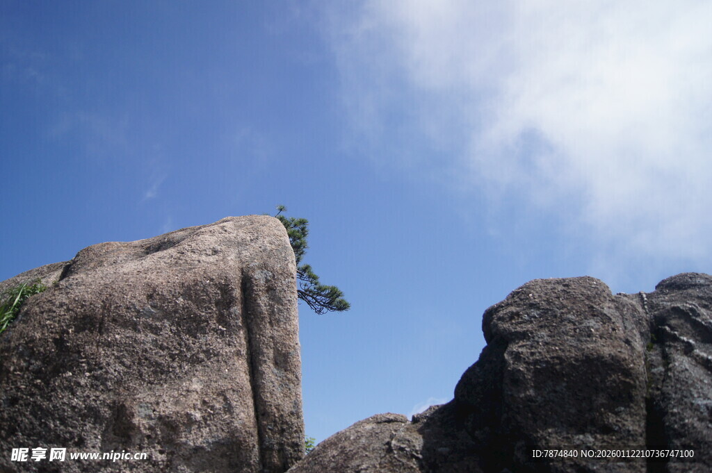 岩石间挺立的顽强小树