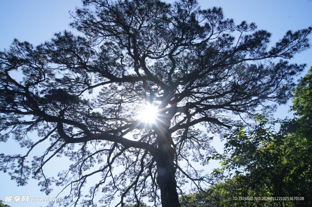 阳光下的挺拔松树