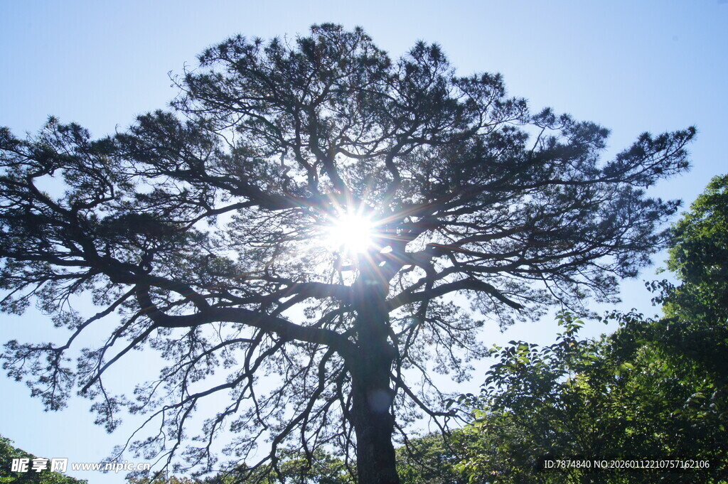 阳光透过松树洒下美景