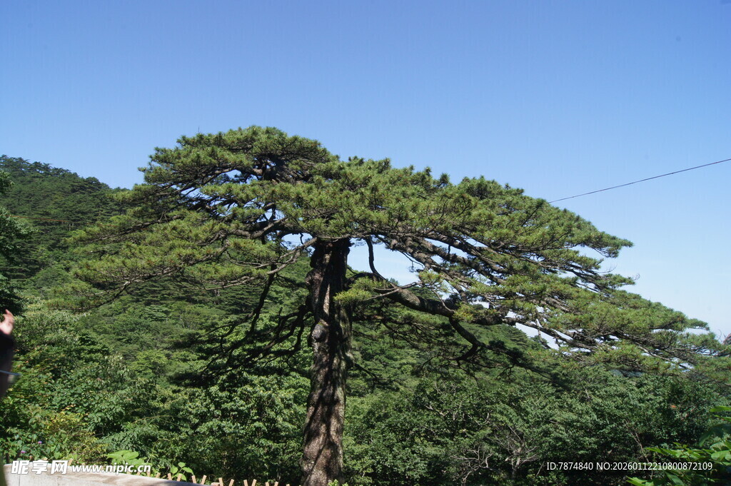 挺拔青松立于山间