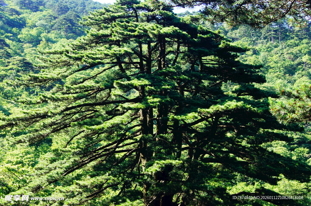高耸入云的翠绿挺拔松树