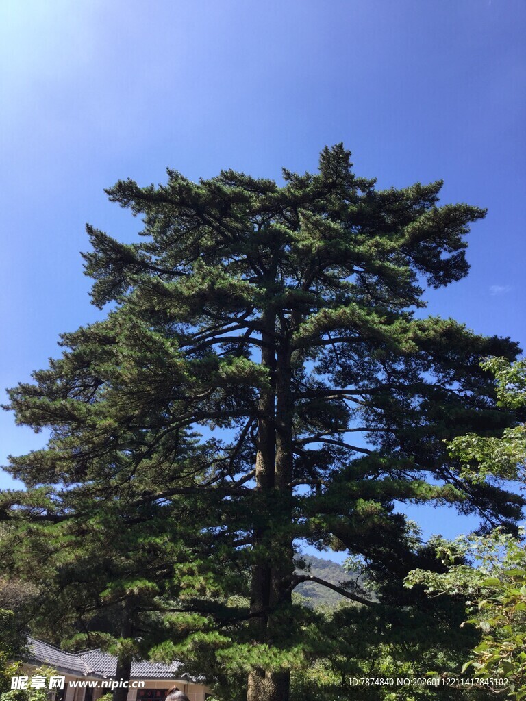 挺拔松树傲立蓝天之下