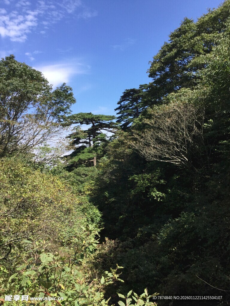 山林间的蓝天绿树美景