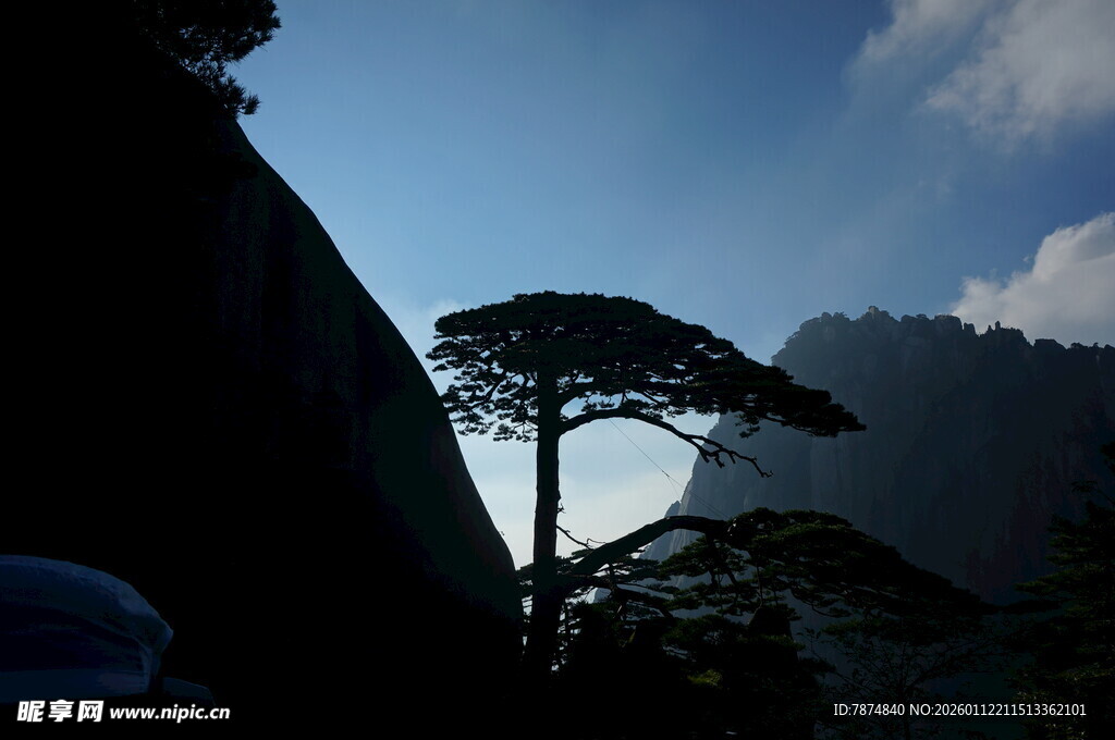 山间孤松挺立风光