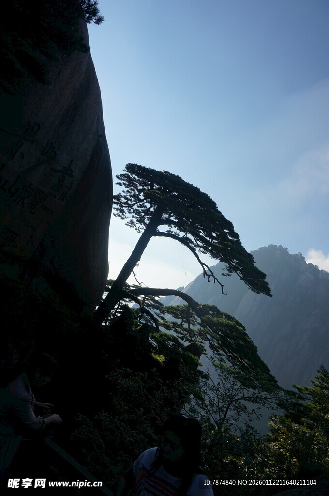 悬崖边的挺拔松树