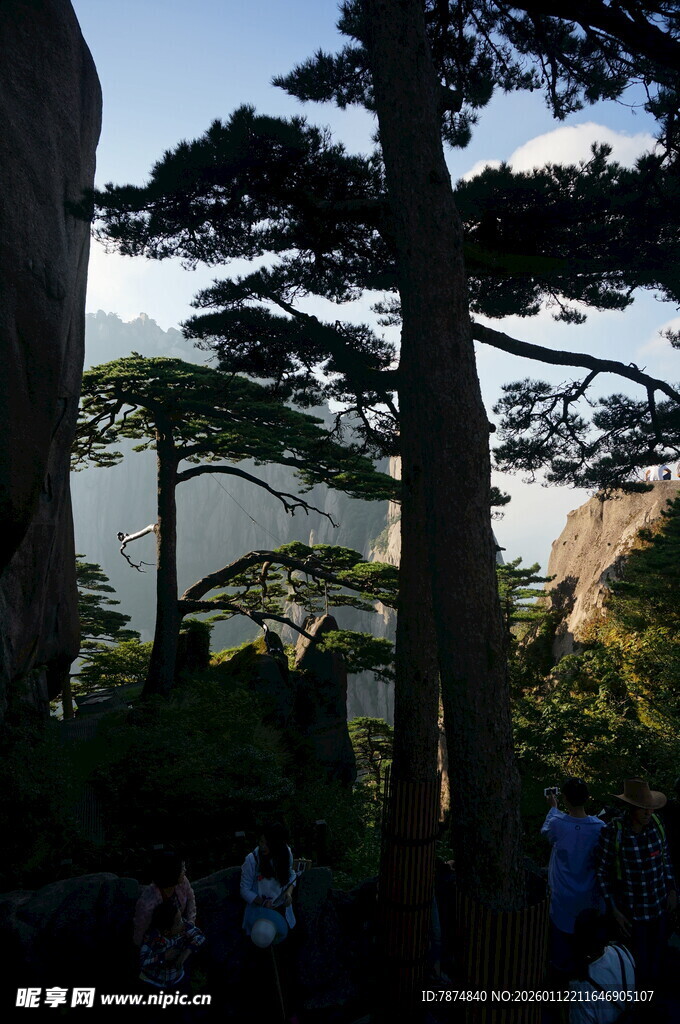 黄山美景中的挺拔松树