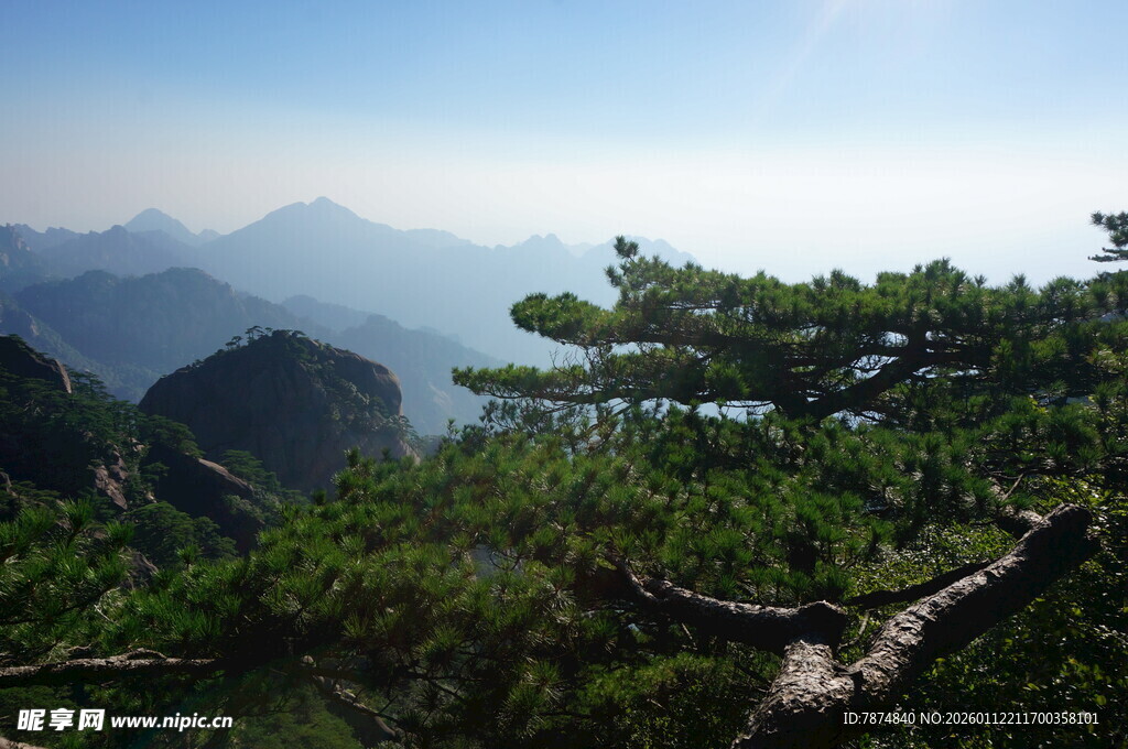 山巅青松 览壮丽山川景色