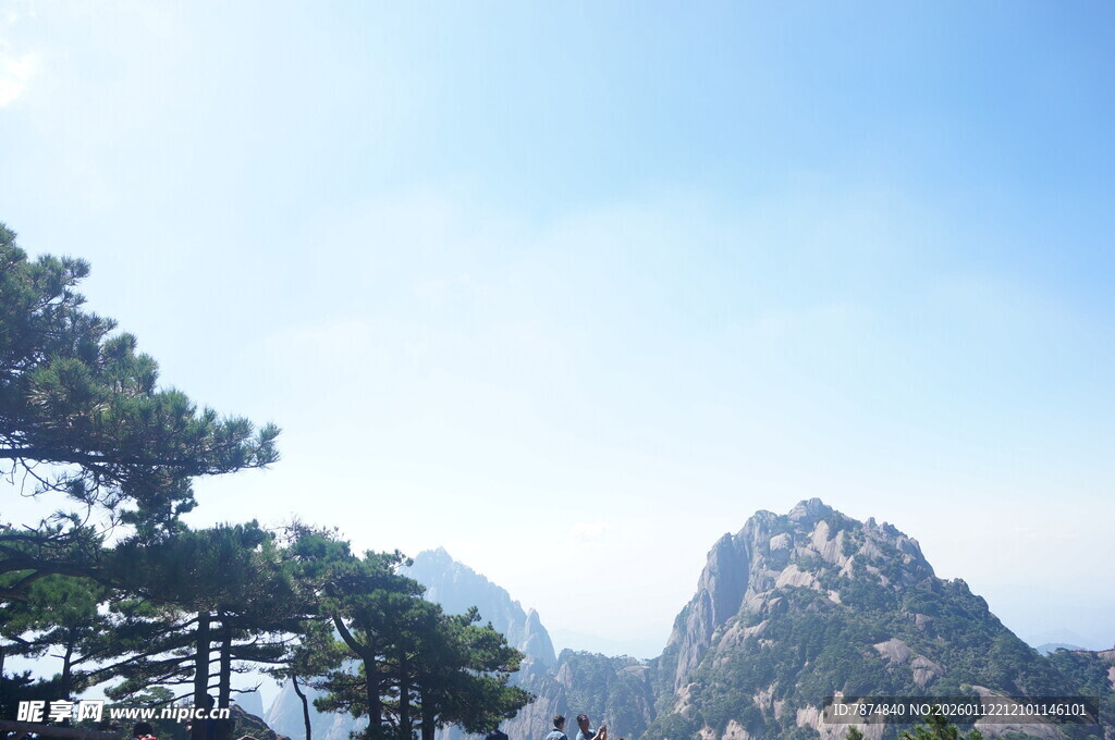 巍峨山峰旁的挺拔松树