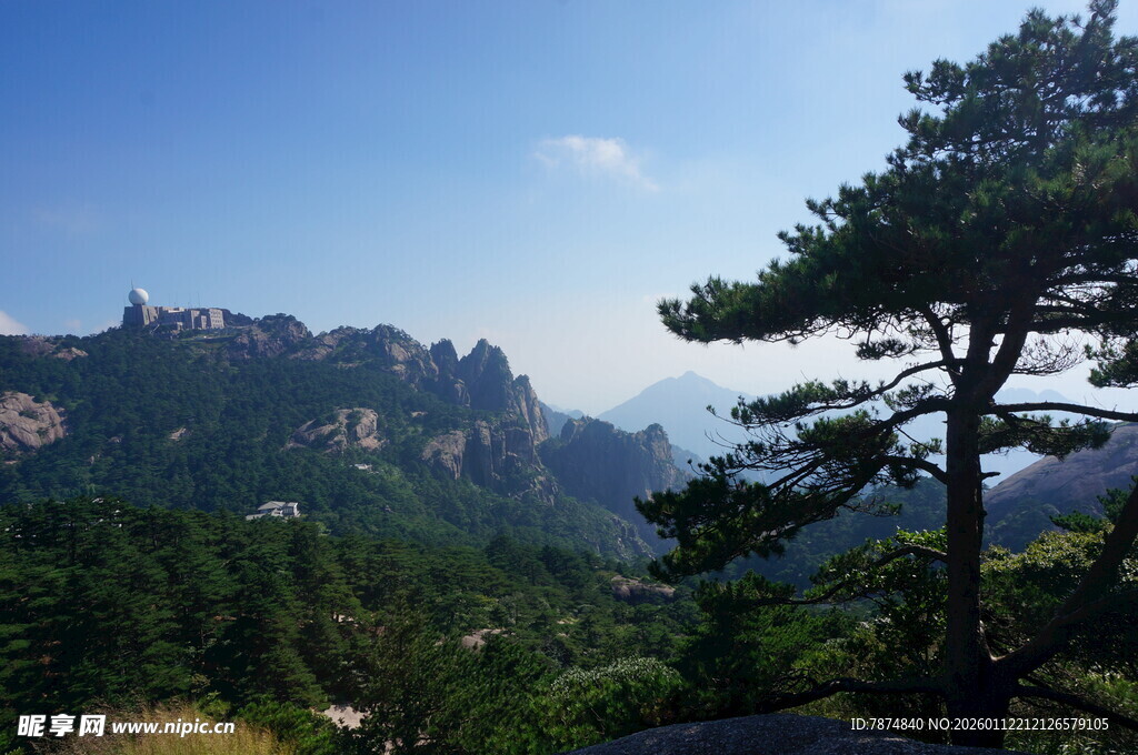 山间挺拔松树与秀丽山峦
