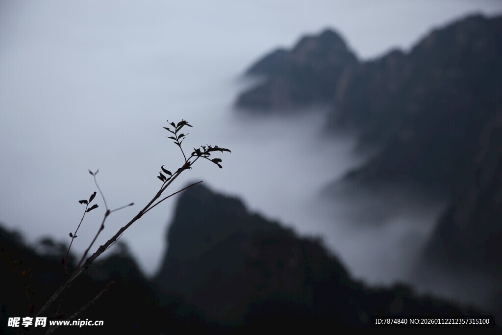 雾中远山与枝头景致