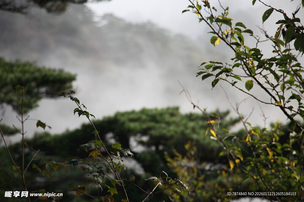 雾中葱郁山林景致
