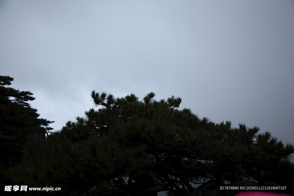 阴天中的树木景观