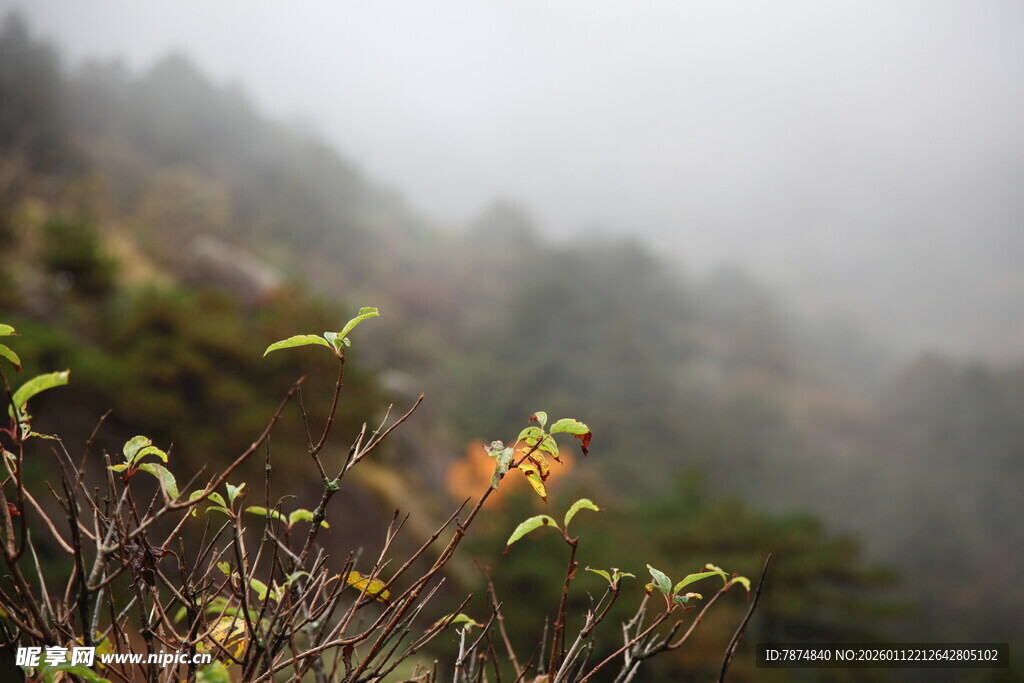雾中植物景致