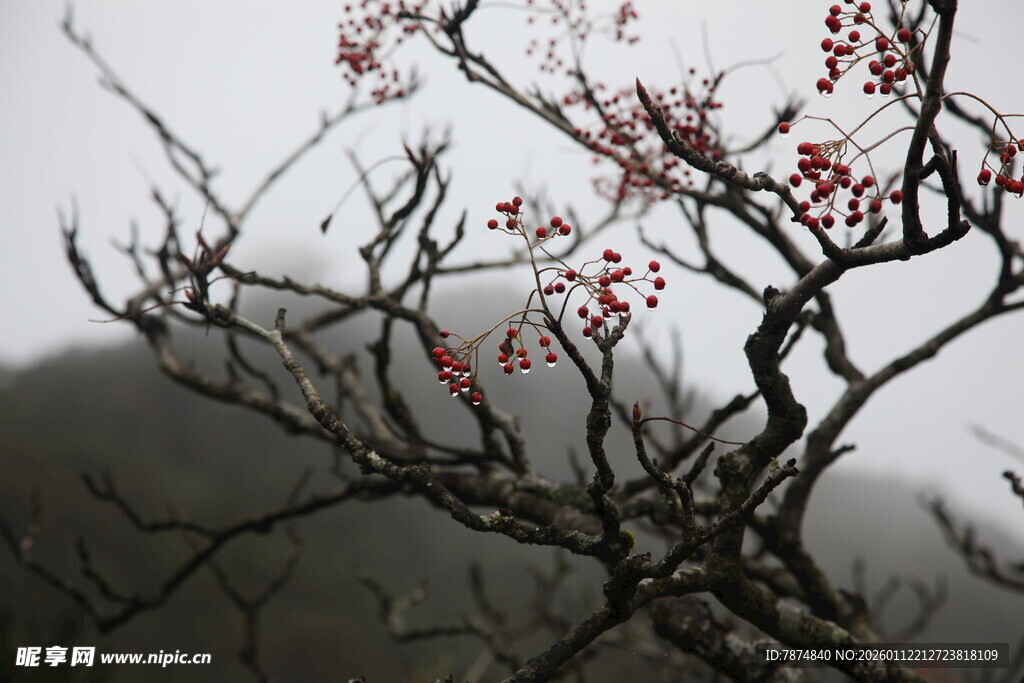 雾中红梅枝头绽放