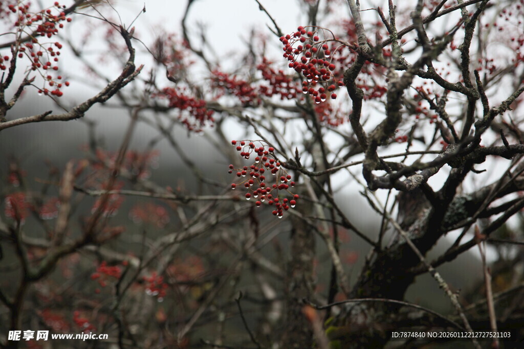 枝头红果映灰蒙天色