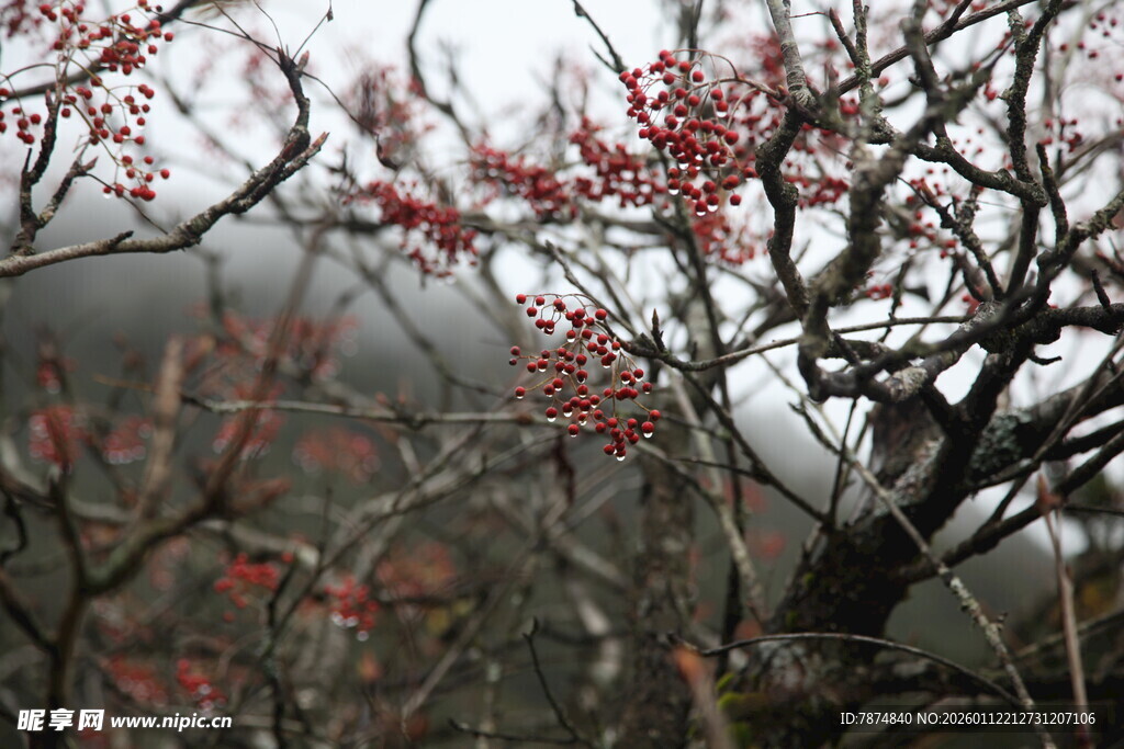 枝头绽红果 山林添诗意