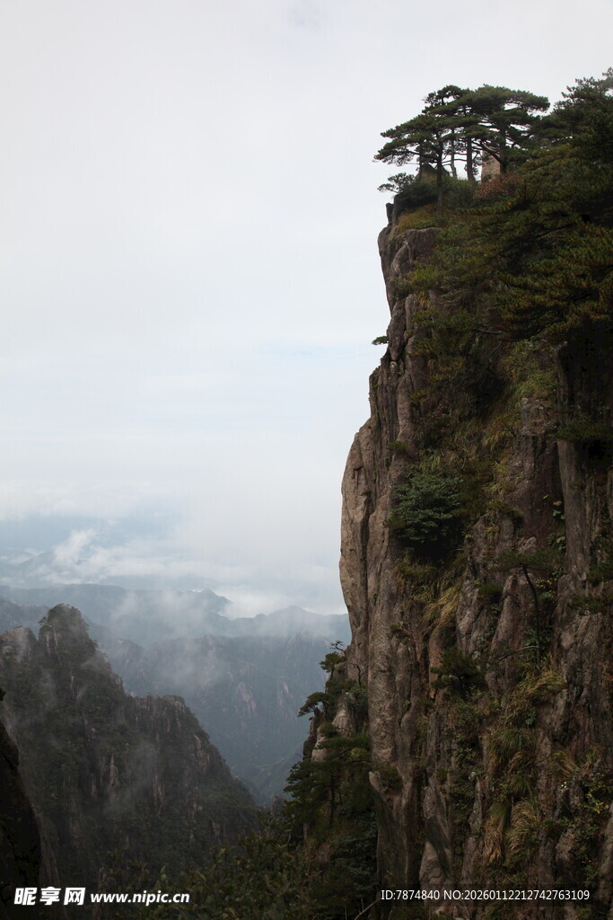 悬崖孤松 尽显自然壮美