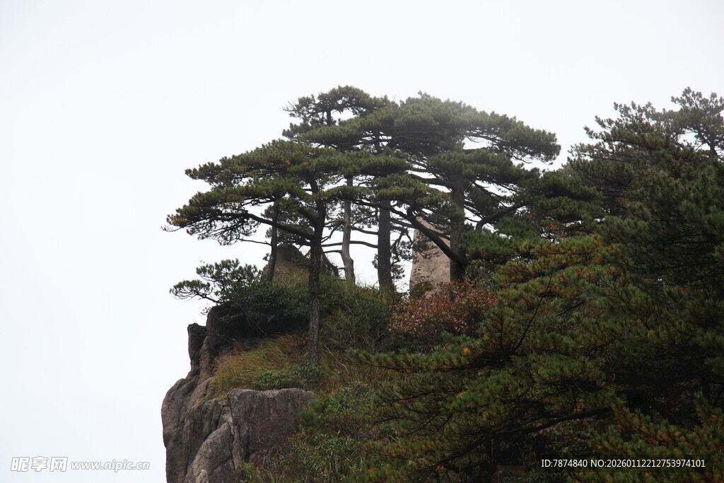 悬崖孤松