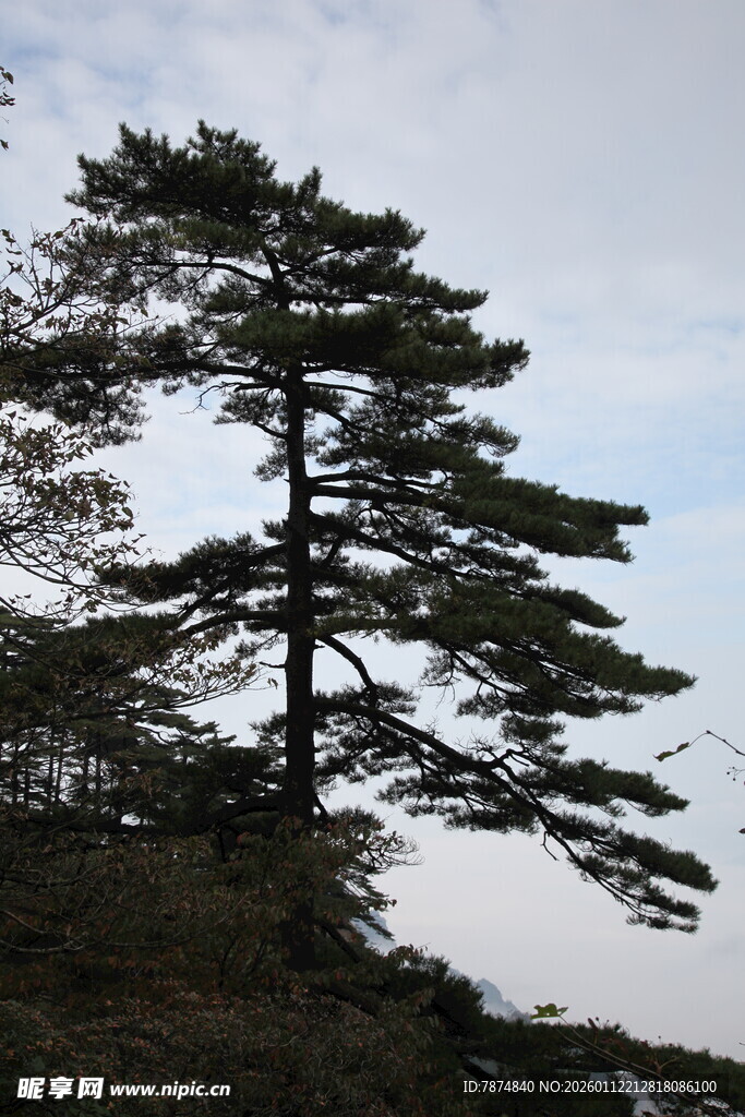 挺拔松树傲立天空