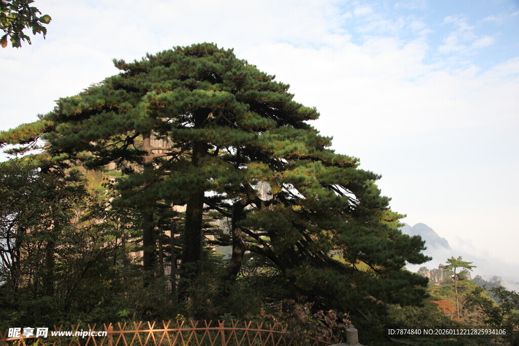 挺拔松树屹立山林间