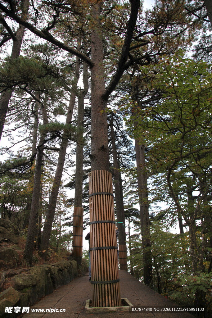 林间木质步道 自然景致