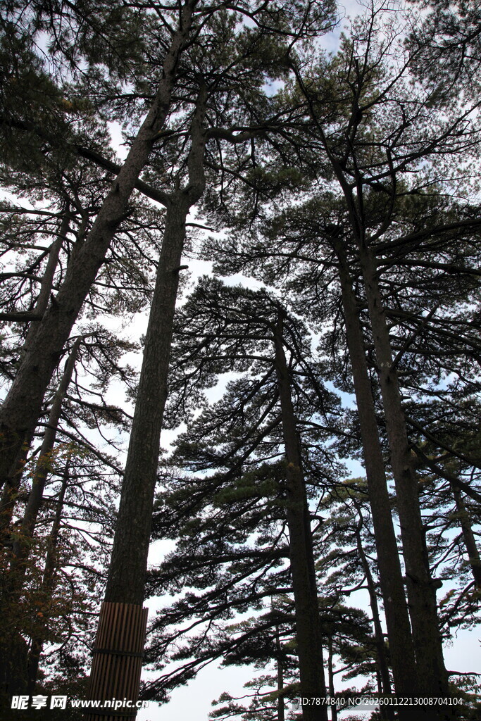 仰视森林中的高大树木