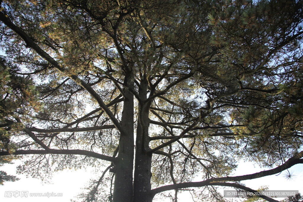 仰视下的高大树木景观