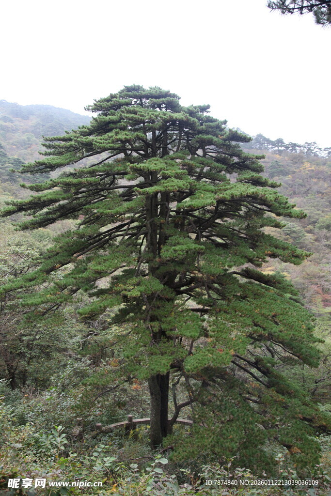 高山上的挺拔松树