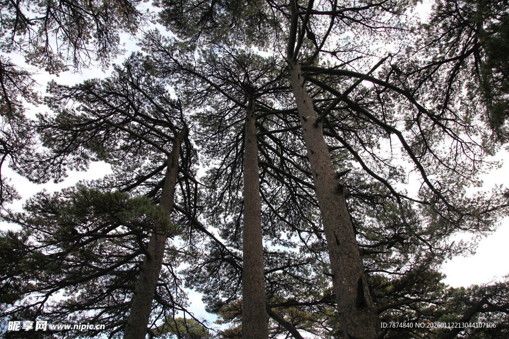 雪覆松枝的冬日森林景象