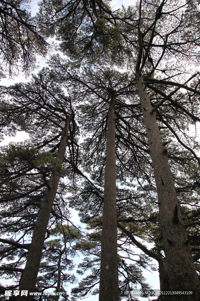 仰视冬日树林枝干