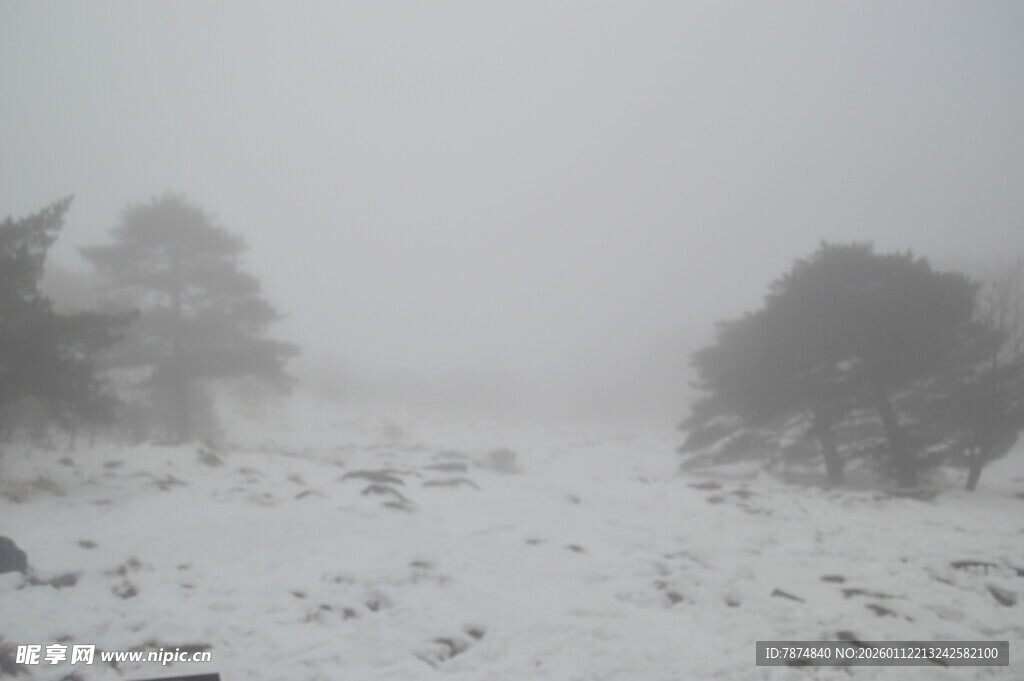 雪覆旷野 树木隐于风雪中