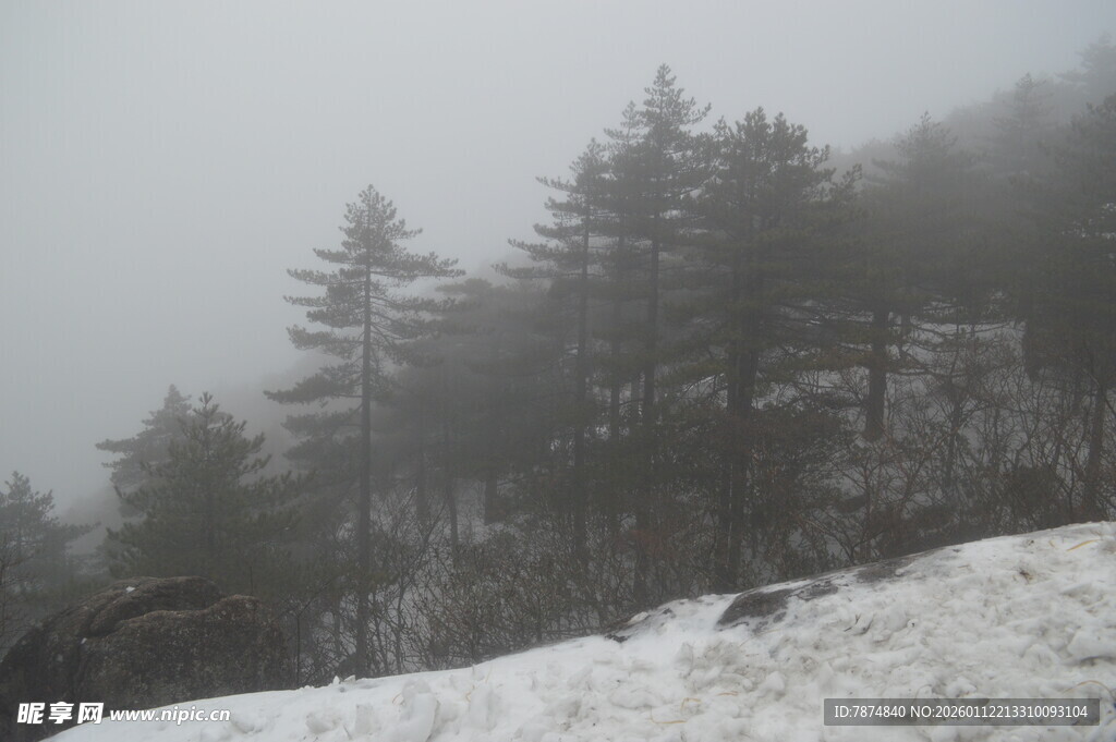 雾中雪岭松林景观