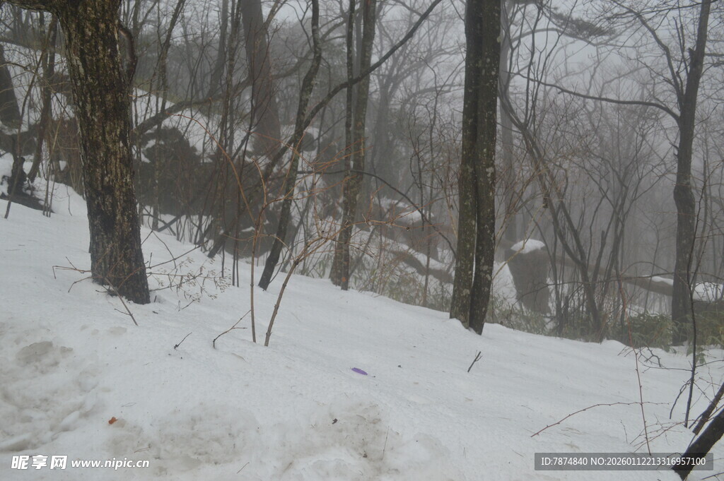 冬日雪覆树林美景