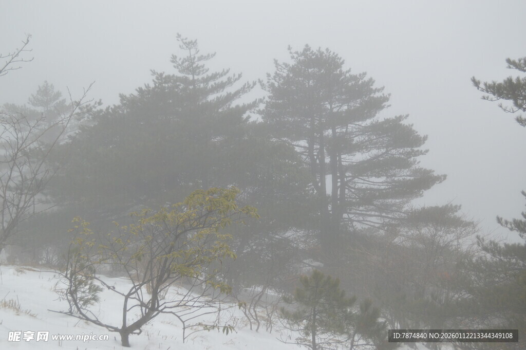 雾中雪景里的树木景观