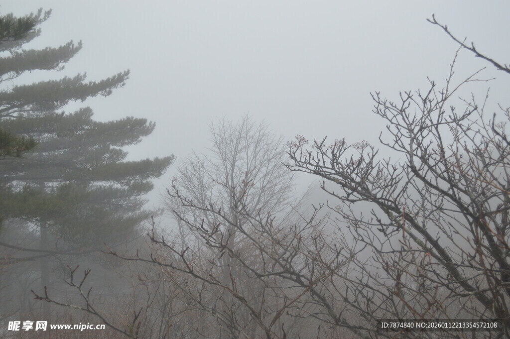 雾中树林景象