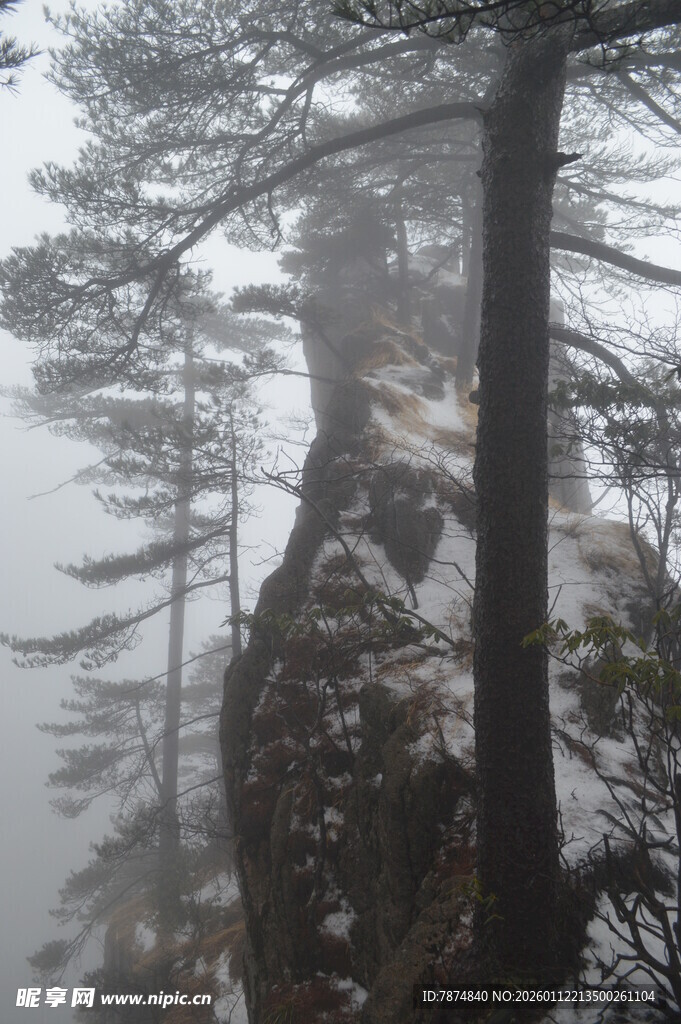 雾中悬崖边的挺拔树木