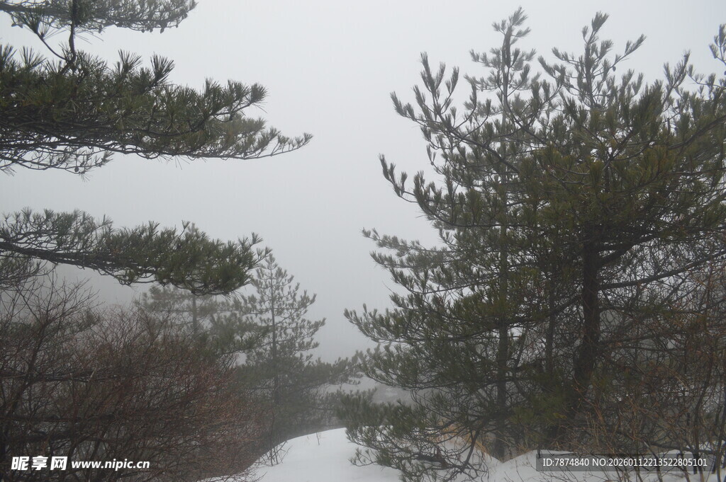 冬日雪景中的松林小道
