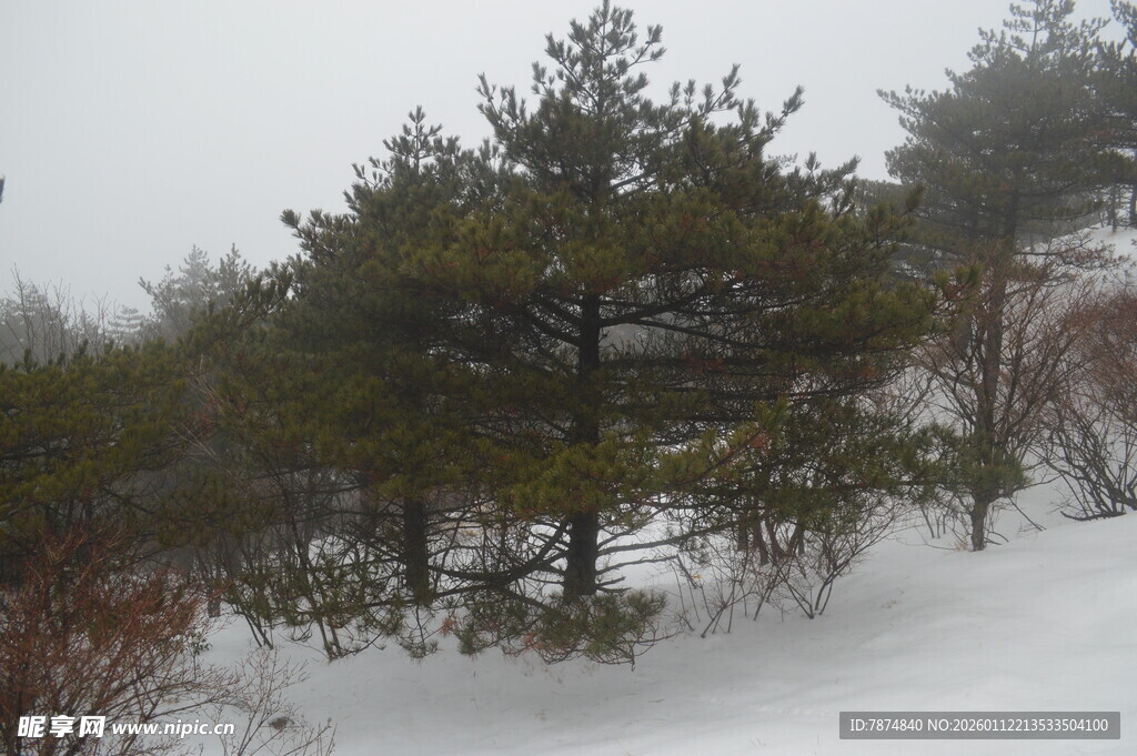 雪覆青松景