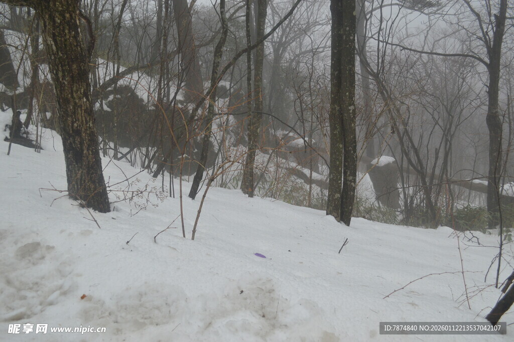 冬日雪景中的树林景象
