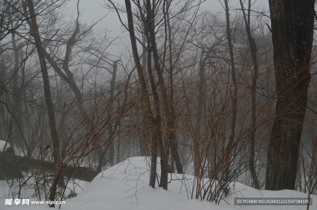冬日雪覆树林景象