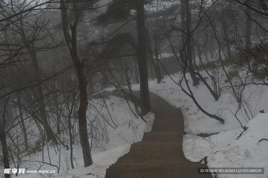 雪覆小径 冬日静谧林间景