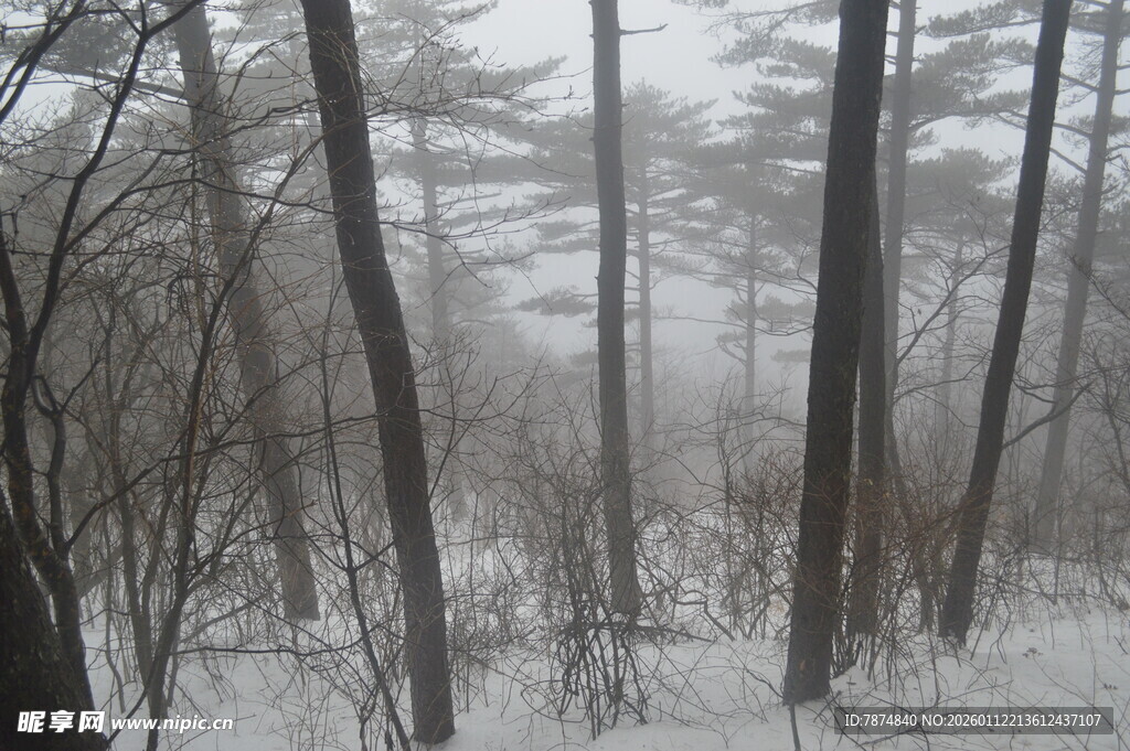 雪覆树林 冬日静谧景象