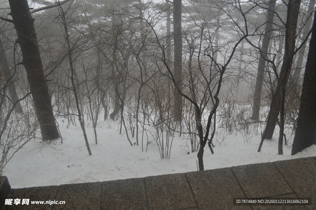 冬日雪景中的萧瑟树林