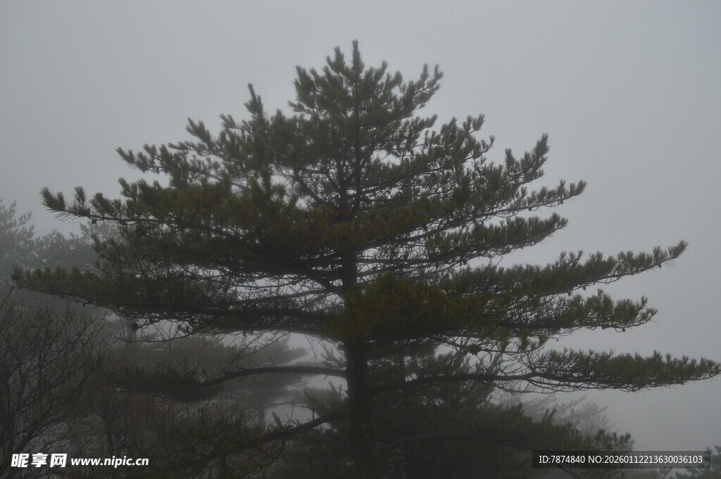 雾中挺立的苍松