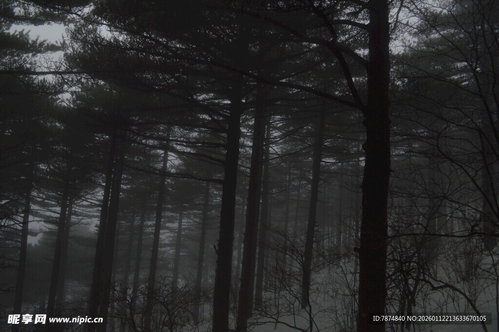 迷雾笼罩的静谧松树林