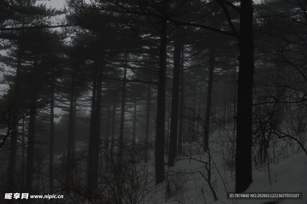 雪覆森林的静谧冬日景象